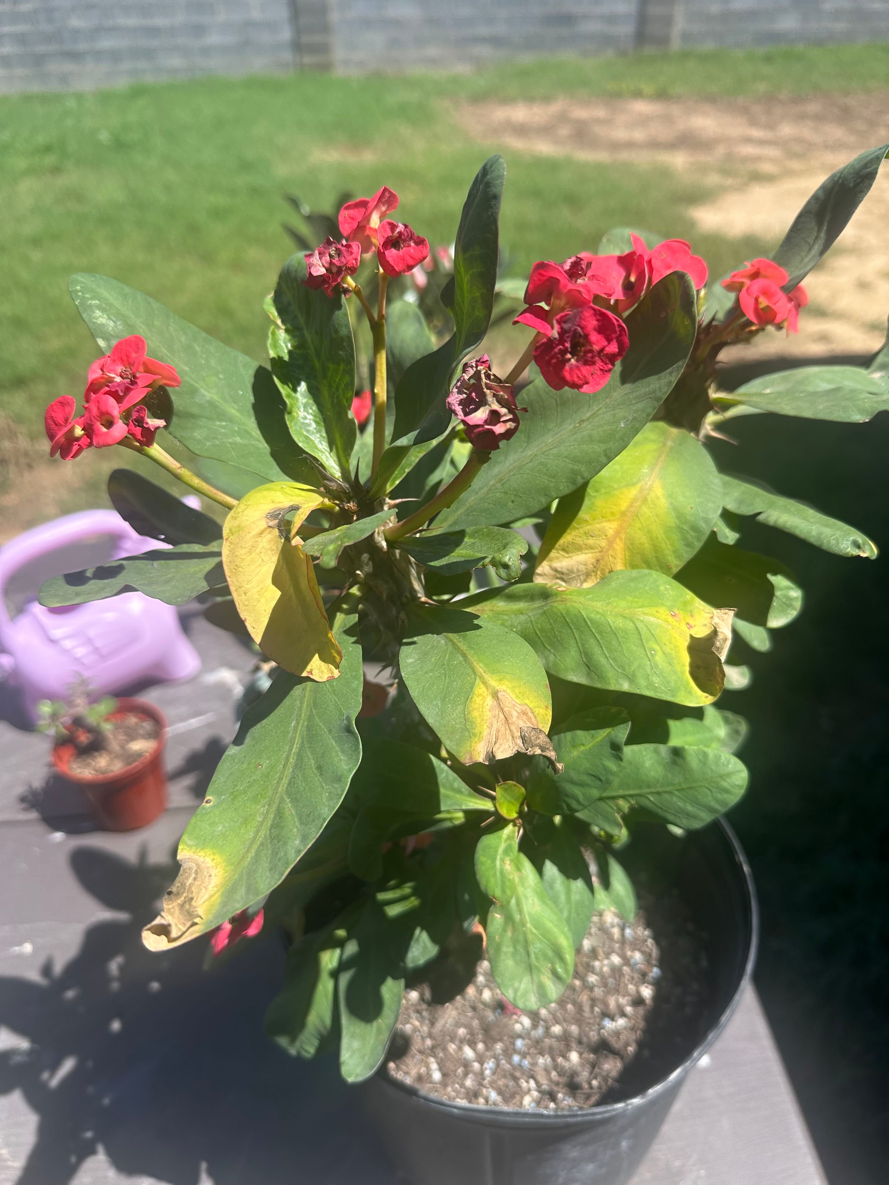 Euphorbia Plant Can Cause Cancer