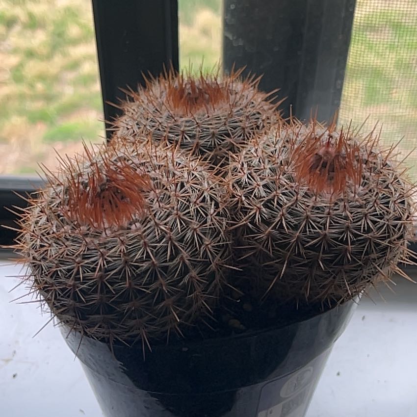 A healthy Parodia x erubescens cactus with three heads in a black pot.