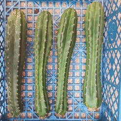 San Pedro Cactus plant