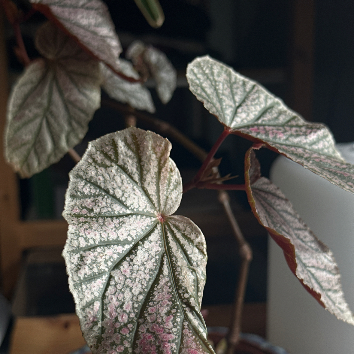 Begonia 'Benigo Pink' plant with distinctively patterned leaves, well-framed and in focus.