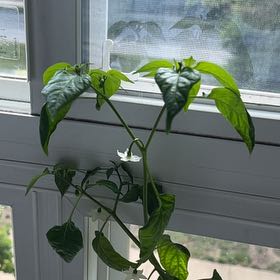 Photo of the plant species Cheyenne Chilli Pepper by @YernBullmallow named Morgan Treeman on Greg, the plant care app