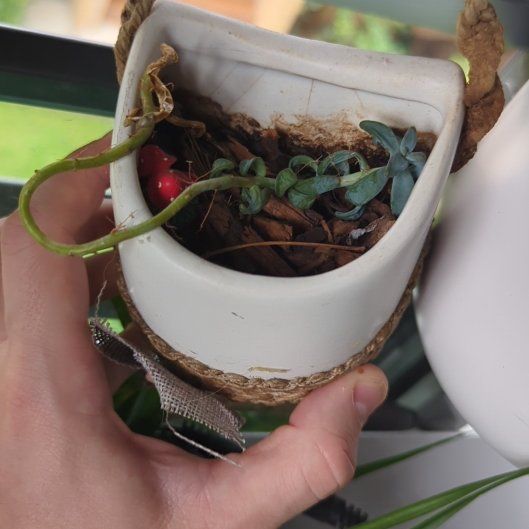 Photo of the plant species Graptopetalum Ellen by @HardySilverlady named Oscar on Greg, the plant care app