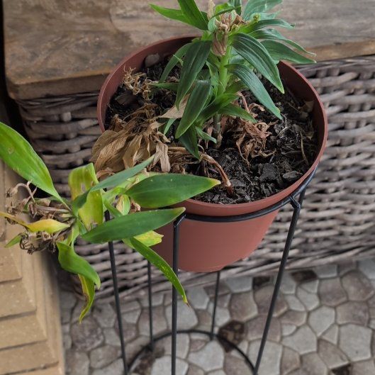Photo of the plant species Peruvian Lily by @HardySilverlady named Taylor Swift on Greg, the plant care app