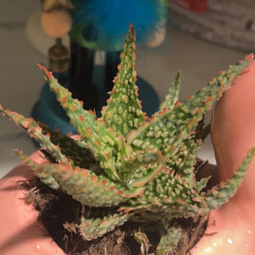 Photo of the plant species Carmine Aloe by @CentralRedvein named Wall-E on Greg, the plant care app