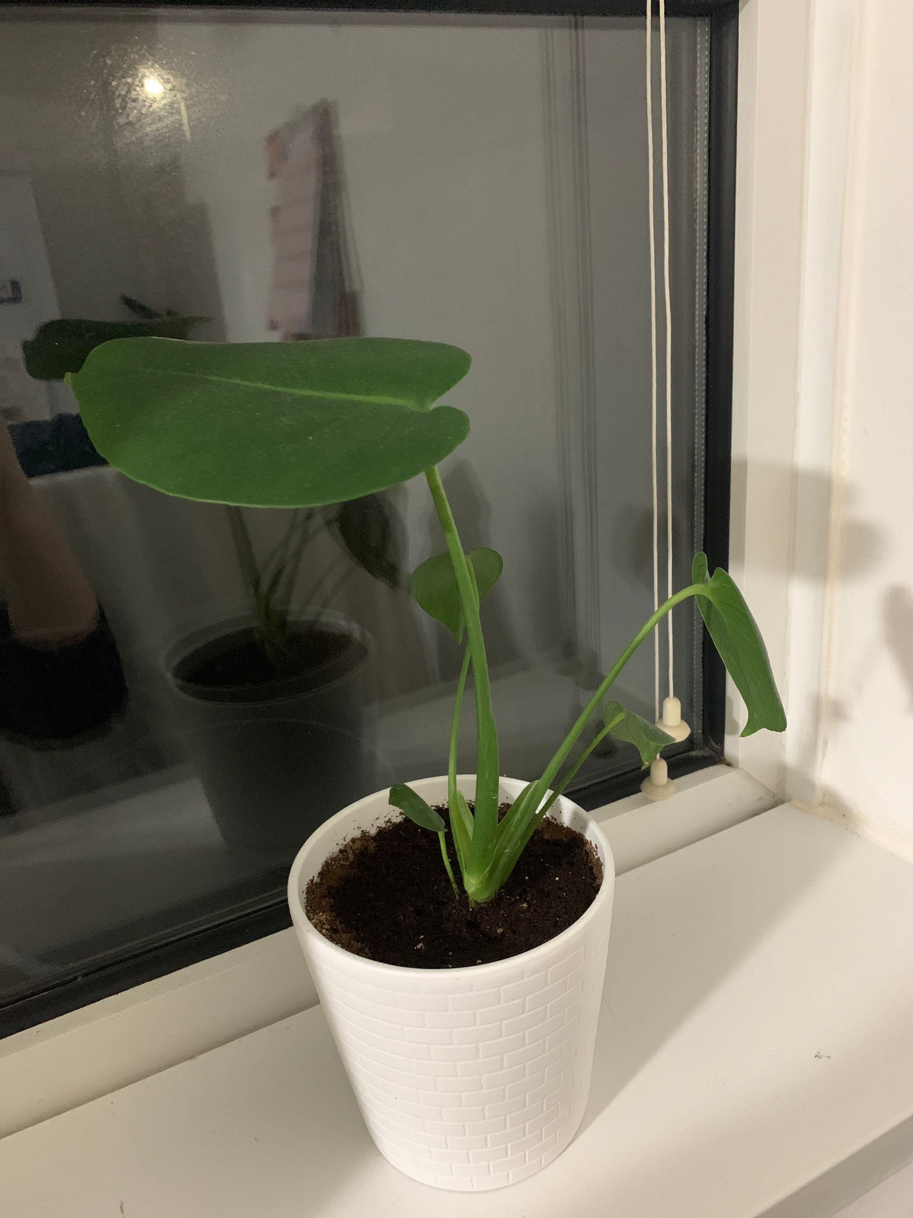 Monstera Isn'T Growing? Discover Expert Tips to Boost Its Growth
