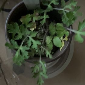 Photo of the plant species Texas Prairie Parsley by @SightlyRedvein named Bigleef Smalls on Greg, the plant care app