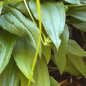 Photo of the plant species Great White Trillium by @GeniusLeadplant named Fernie Mac on Greg, the plant care app