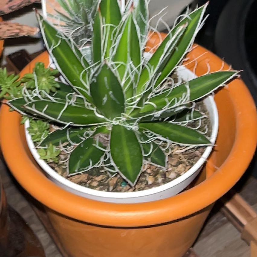 Photo of the plant species Century Plant by @Amateurbotany named Billie on Greg, the plant care app