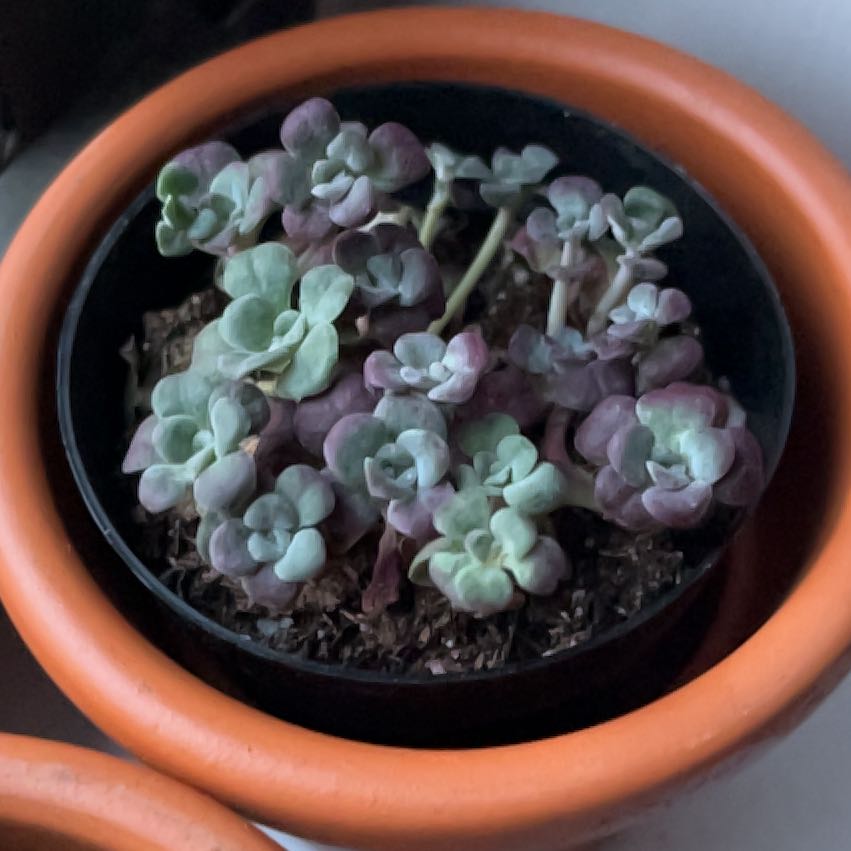 Photo of the plant species Sedum spathulifolium 'Carnea' by @Amateurbotany named Chimera on Greg, the plant care app