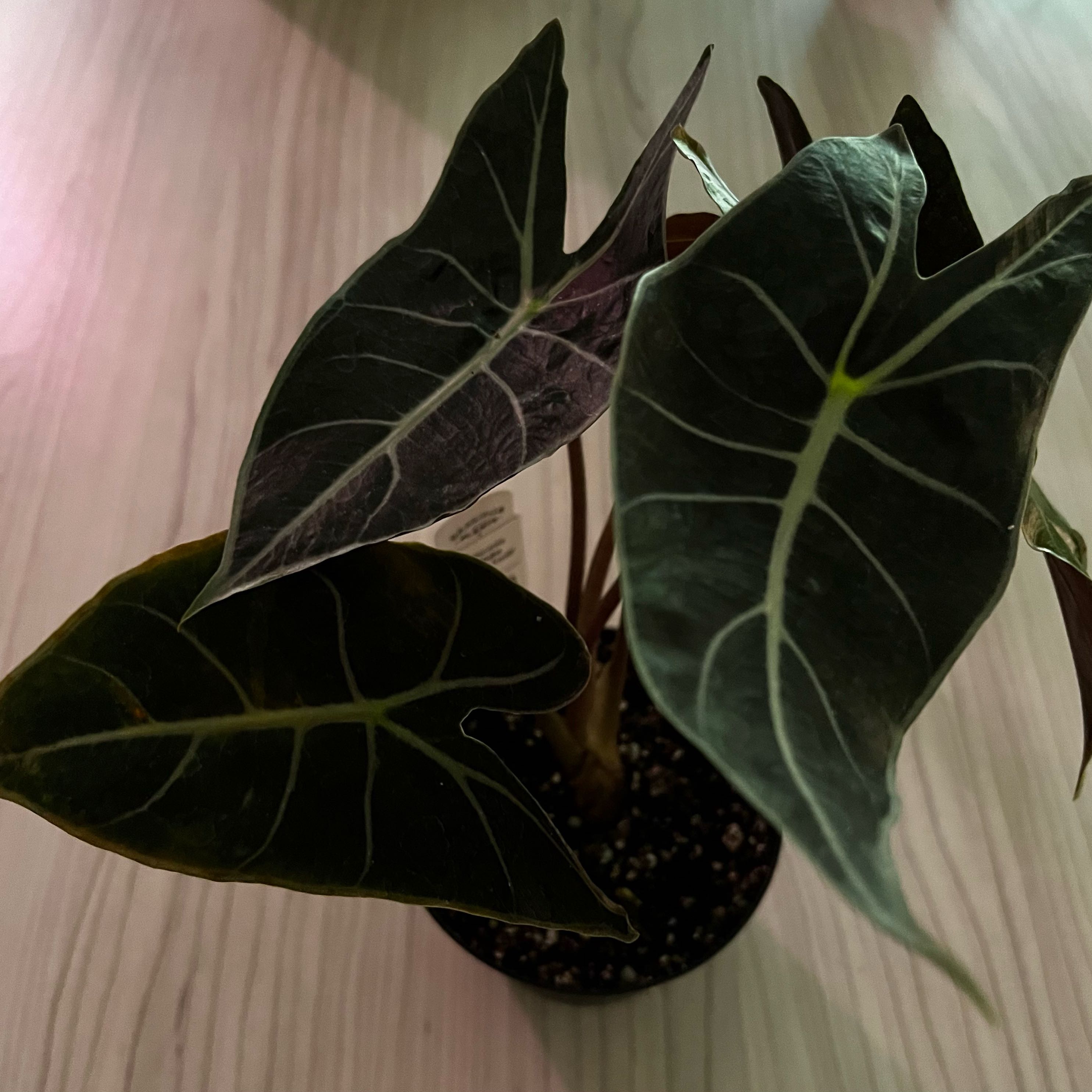 Photo of the plant species Alocasia longiloba 'Dragon's Tooth' by @Amateurbotany named TBD on Greg, the plant care app