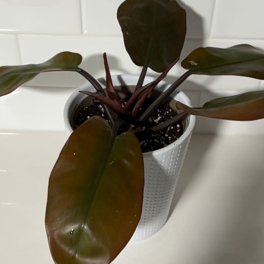 Photo of the plant species Philodendron erubescens 'Black Cardinal x Caramel' by @Amateurbotany named TBD on Greg, the plant care app