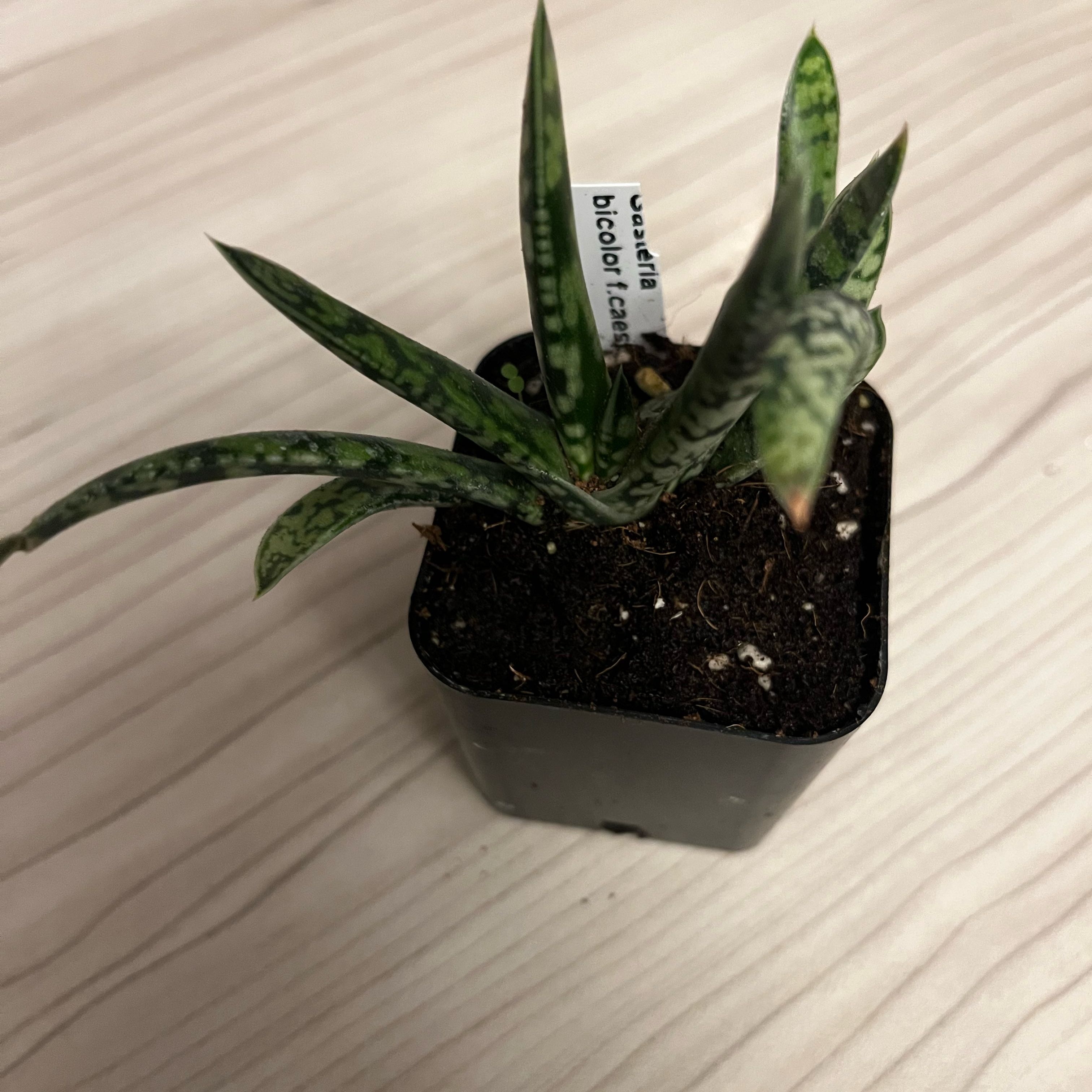 Photo of the plant species Gasteria Bicolor by @Amateurbotany named Nala on Greg, the plant care app