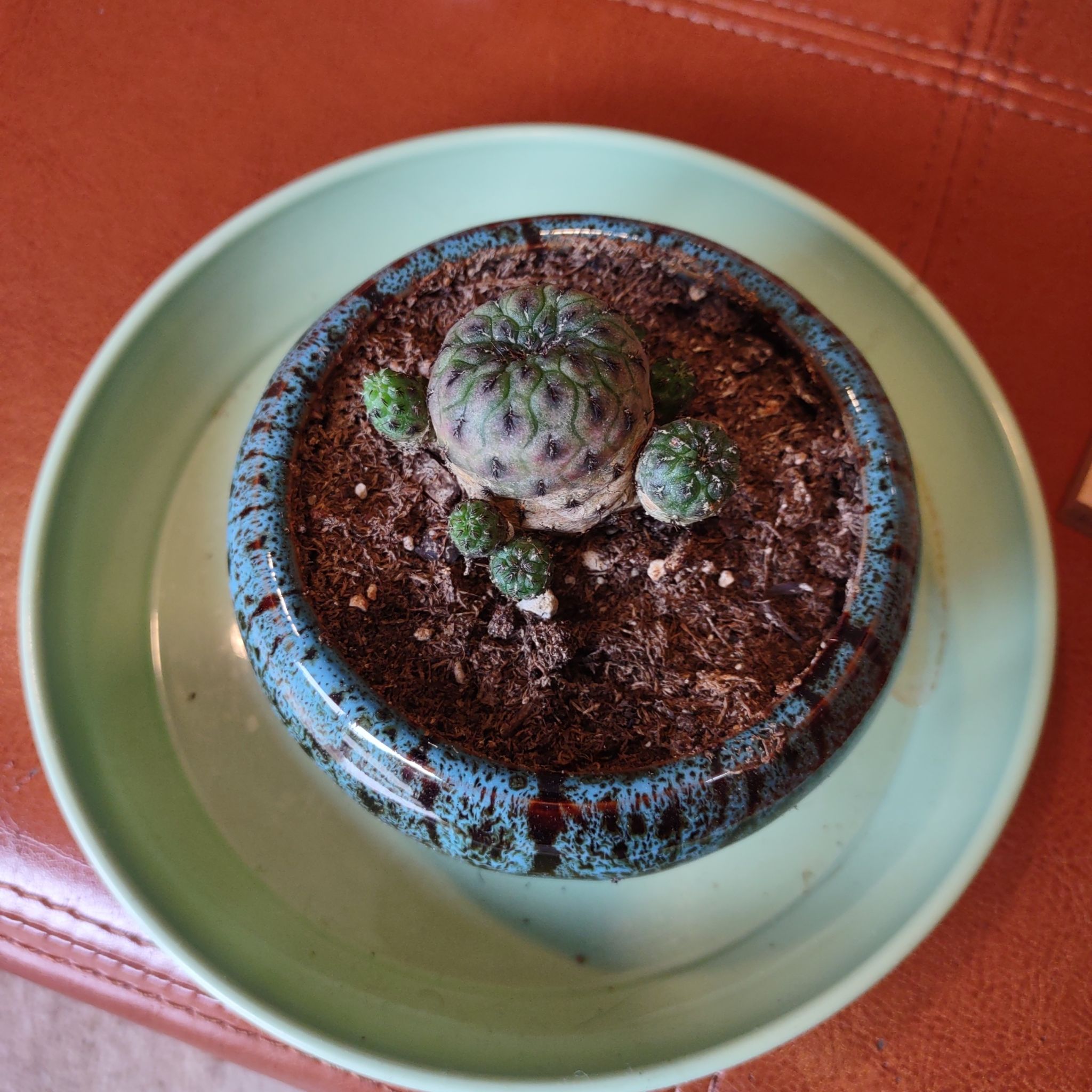 Rebutia canigueralii cactus in a blue pot with visible soil and offshoots.