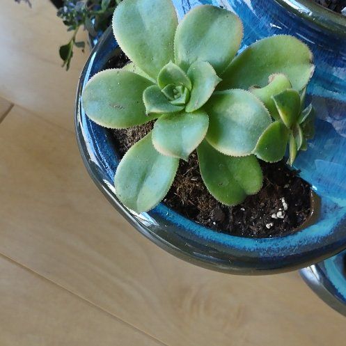 Photo of the plant species Aeonium percarneum 'Kiwi' by @BuffAgavenova named Oscar on Greg, the plant care app