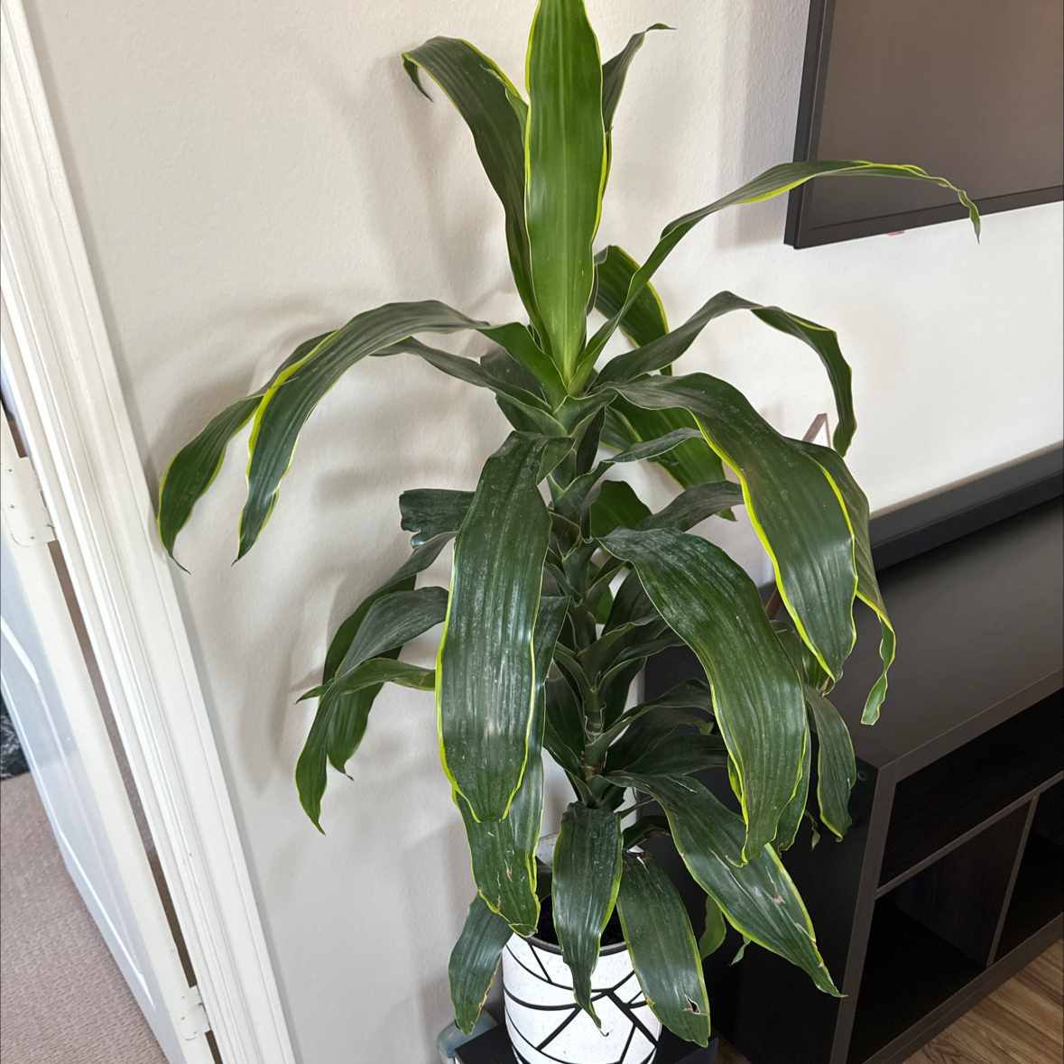 Photo of the plant species Deremensis Pele by @GreenThumbsGrow named Xena on Greg, the plant care app