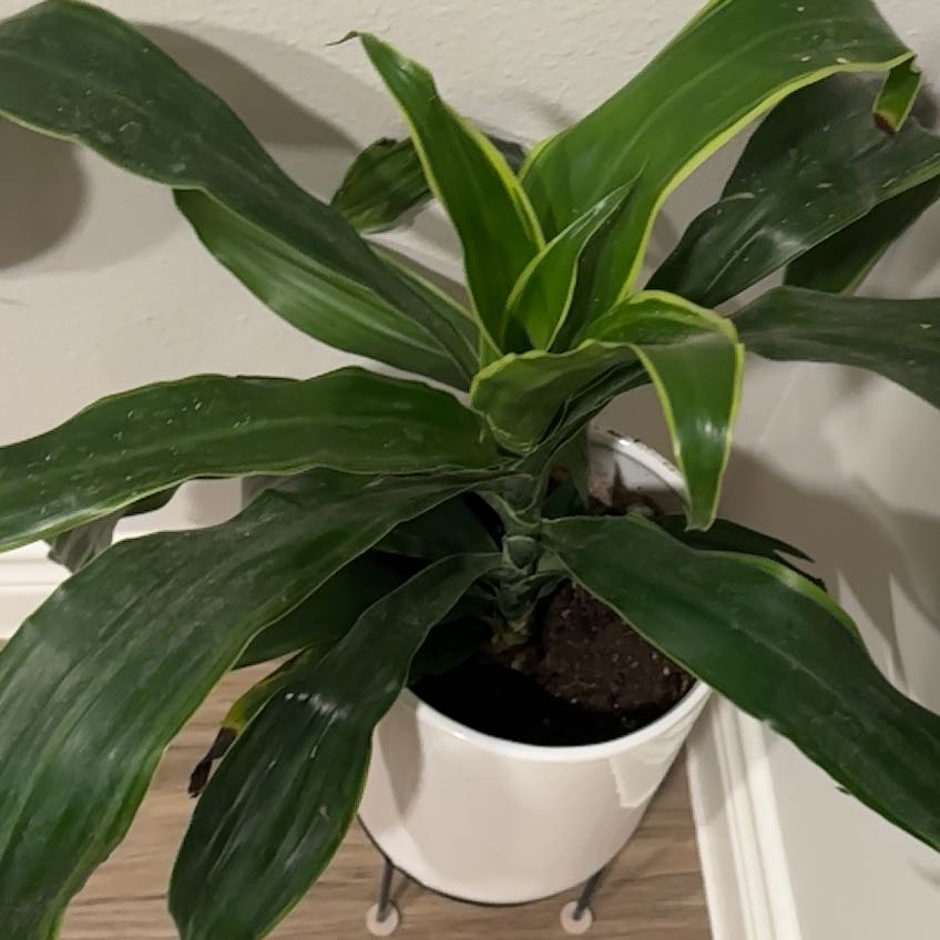 Photo of the plant species Deremensis Pele by @GreenThumbsGrow named Captain Plant-it on Greg, the plant care app