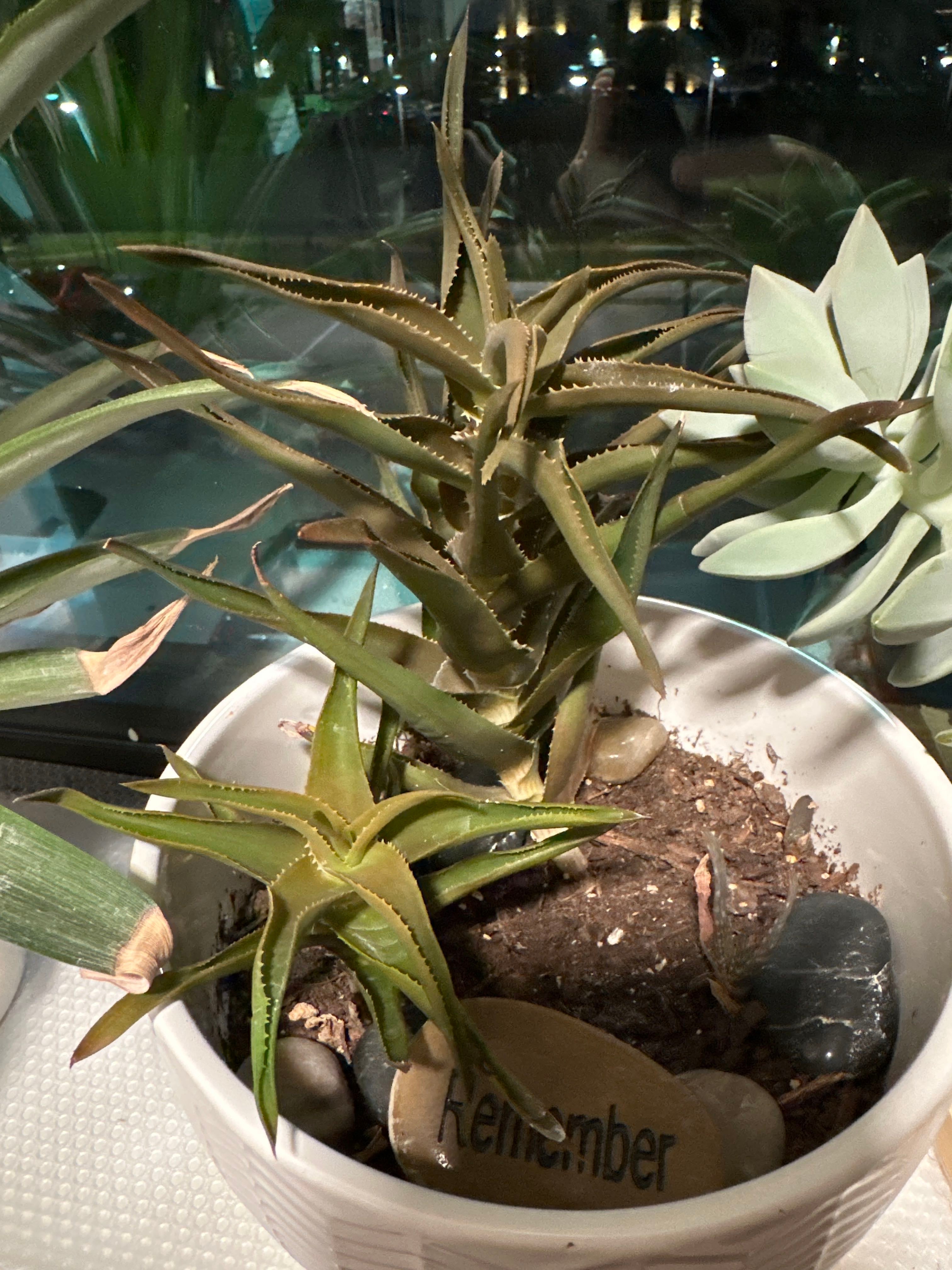 Haworth's Aloe Plant Care Water, Light, Nutrients Greg App 🌱