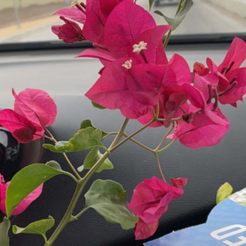 Photo of the plant species Barbara Karst Bougainvillea by @FourstarGinger named Barbarayes on Greg, the plant care app