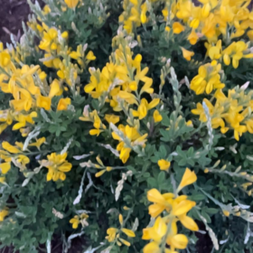 Photo of the plant species sweet broom by @FourstarGinger named Athena on Greg, the plant care app