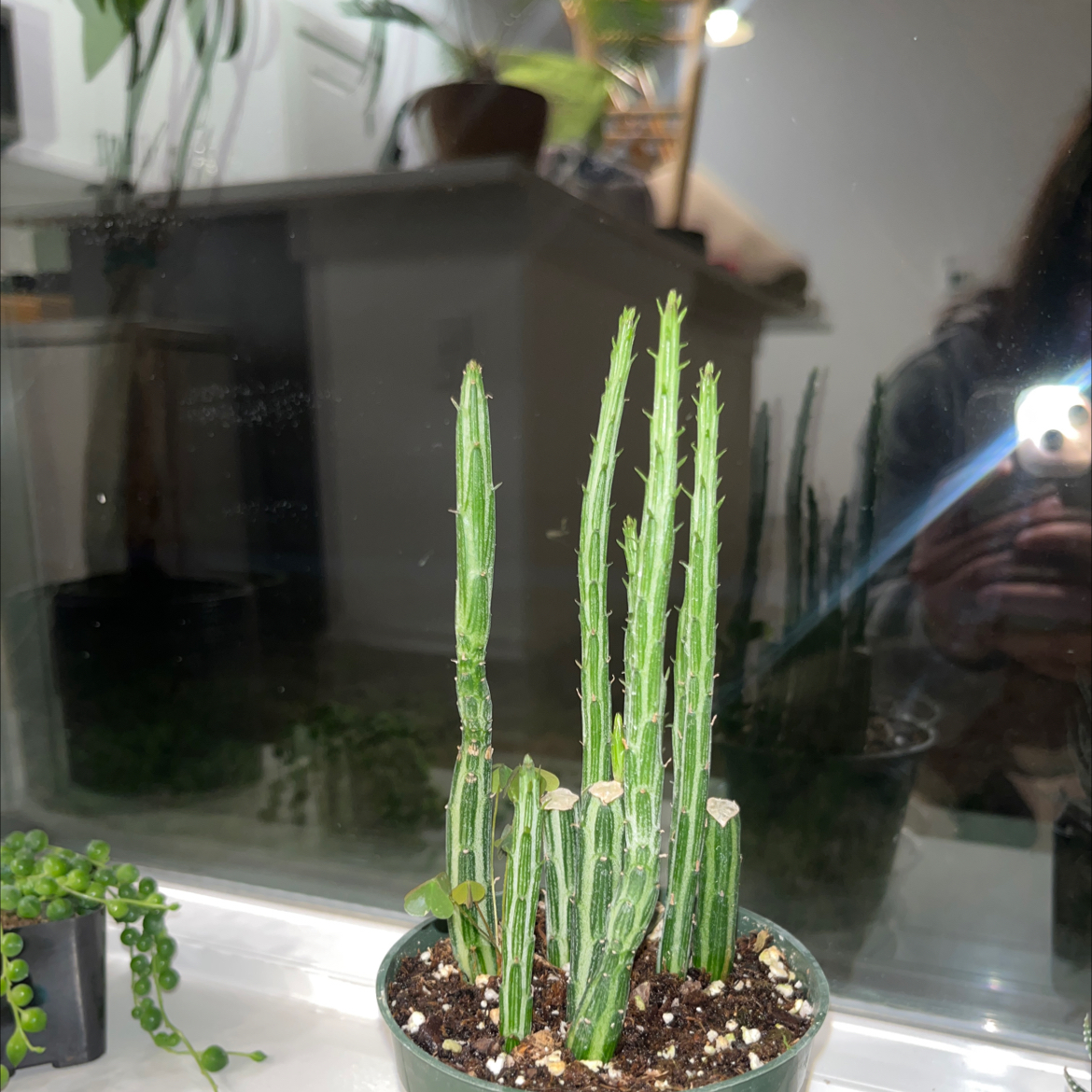 Common Scouring-Rush plant in a pot on a windowsill, healthy and well-framed.