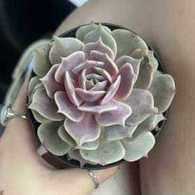 Photo of the plant species Echeveria by @GenuineUngnadia named Zion on Greg, the plant care app