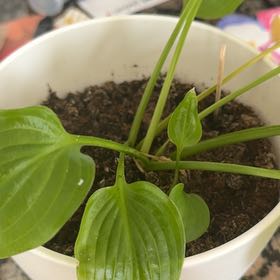 Photo of the plant species Hosta 'Hope' by @HelperMendoza named Miley on Greg, the plant care app