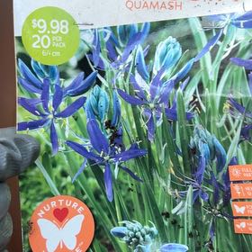 Photo of the plant species Wild Hyacinth by @ShowyCrowgarlic named Plato on Greg, the plant care app