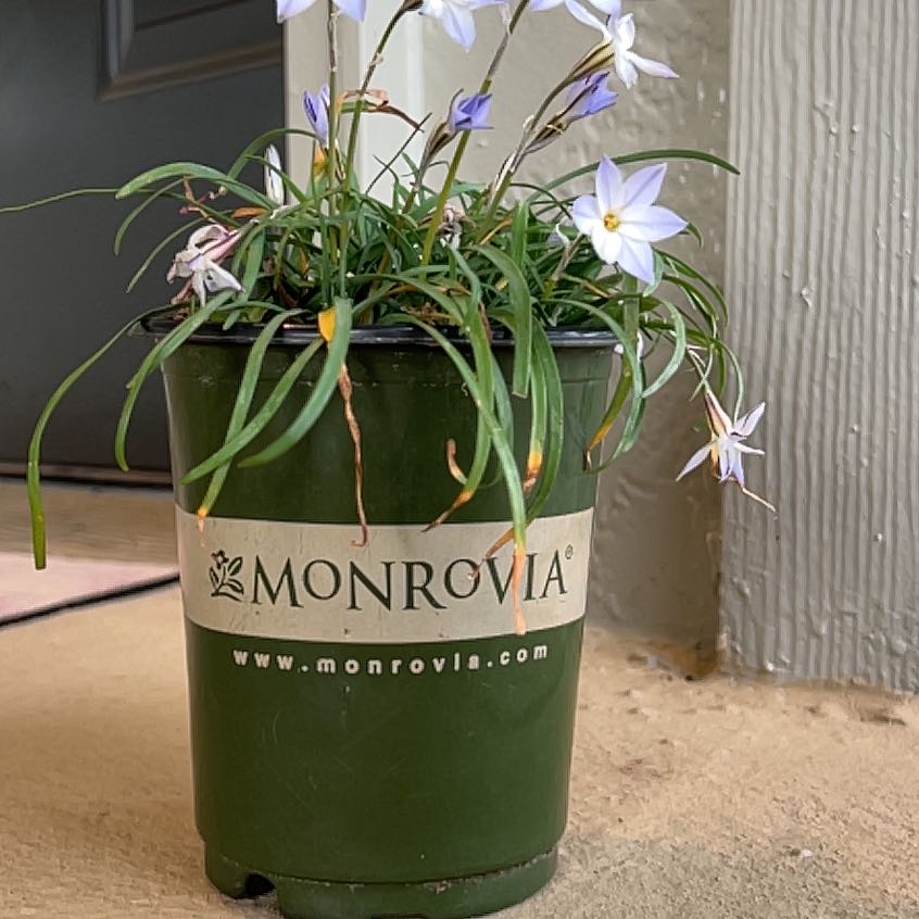 Photo of the plant species Spring Starflower by @FunBegoniazip named Treeyoncé on Greg, the plant care app