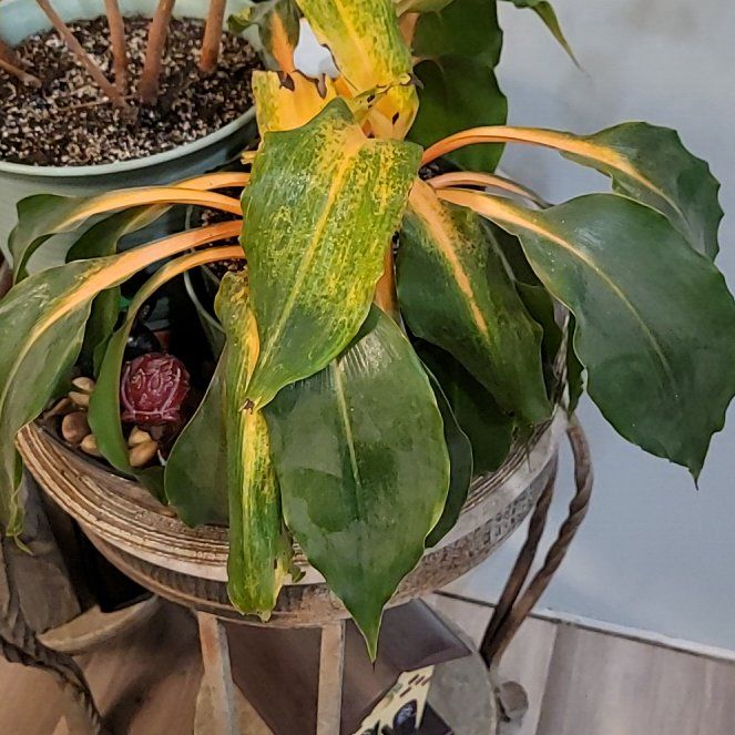 Photo of the plant species Orange Spider Plant by @PacificAngel named Fireflash on Greg, the plant care app