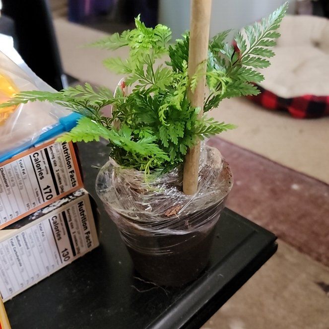 Photo of the plant species Black Rabbit's Foot by @MeekFuchsia named ChloroPhil on Greg, the plant care app