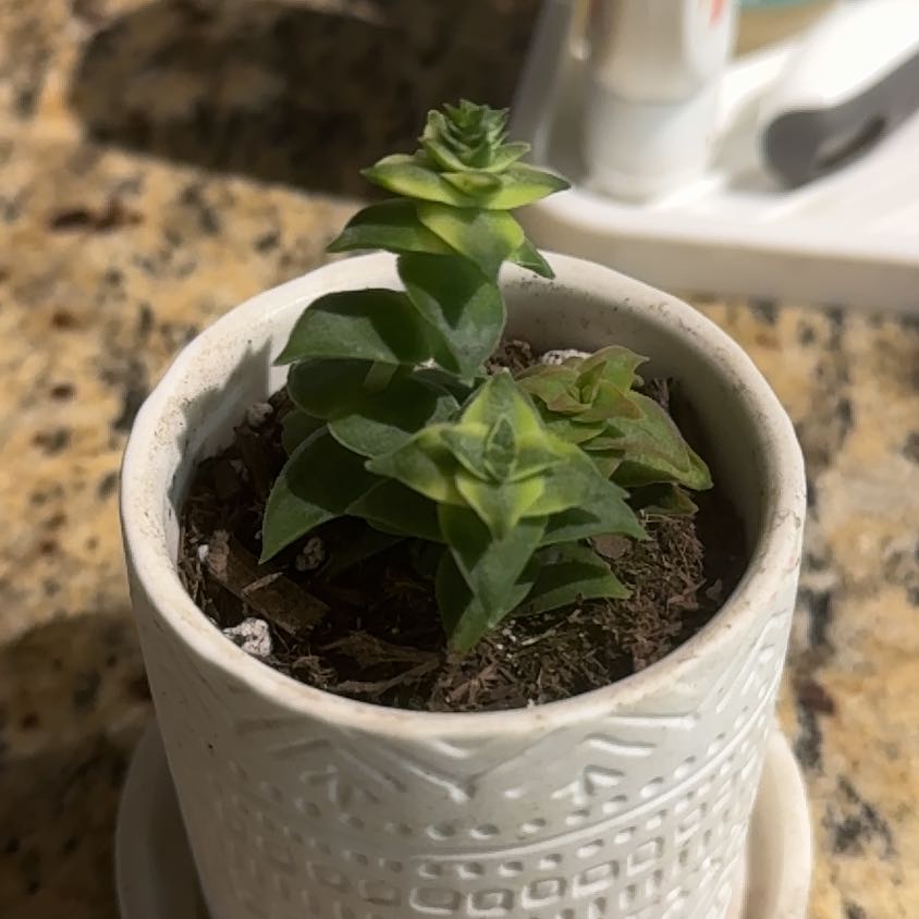 Sedeveria 'Blue Elf' succulent in a white pot with visible soil.