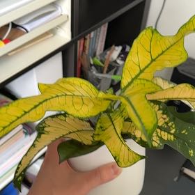 Photo of the plant species Croton 'Excellent' by @ryswinney named Scheana on Greg, the plant care app