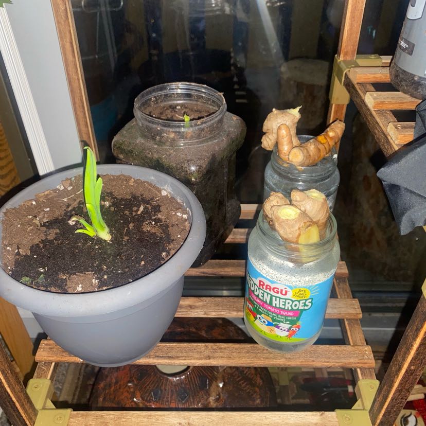 Photo of the plant species Sweet Onion by @GladDeathcap named Delilah on Greg, the plant care app