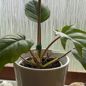 Photo of the plant species tahiti philodendron by @MajorLacealoe named Cleopatra on Greg, the plant care app