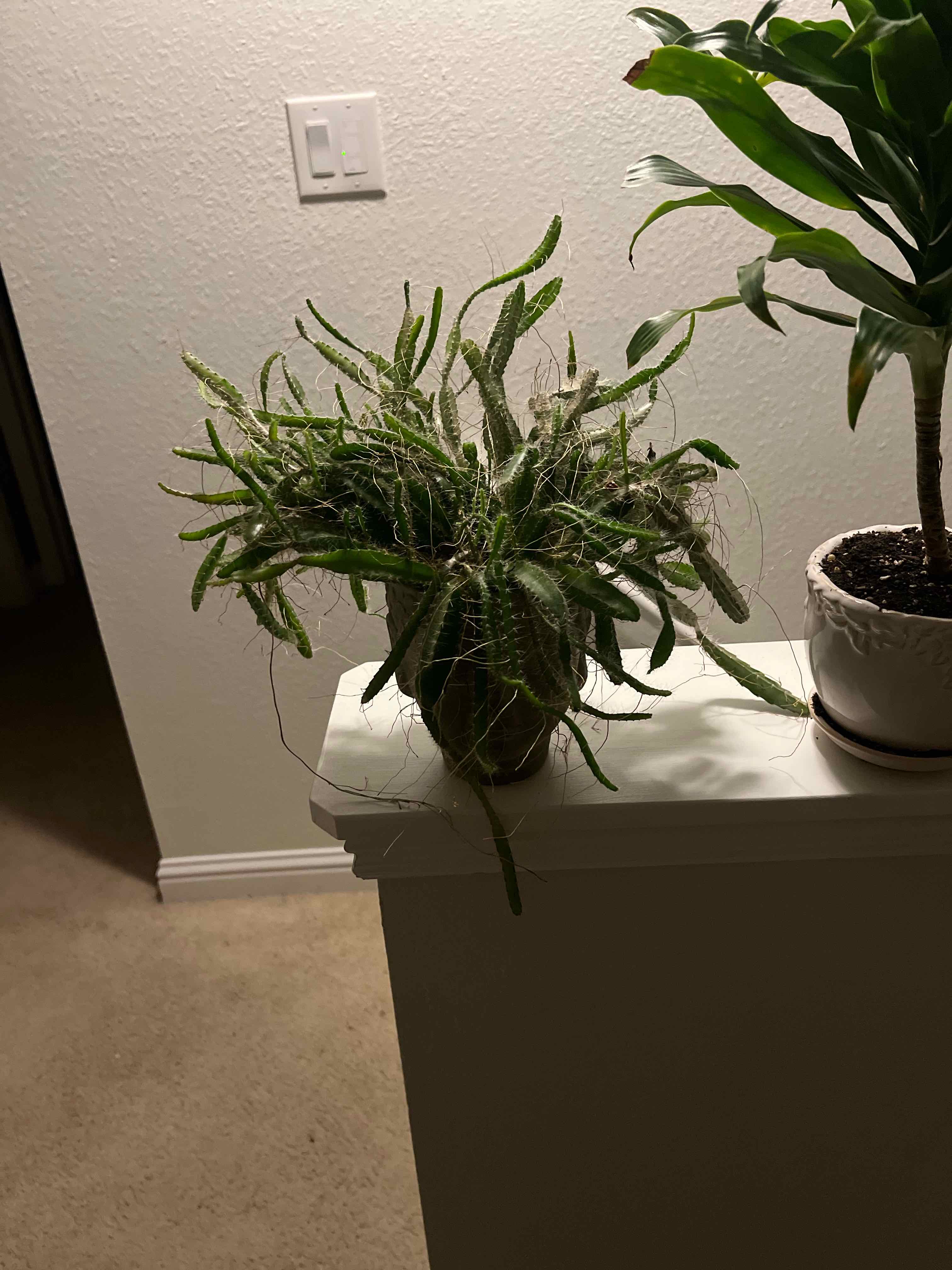 Photo of the plant species Night-Blooming Cereus by @ckdollar named Cleopatra on Greg, the plant care app