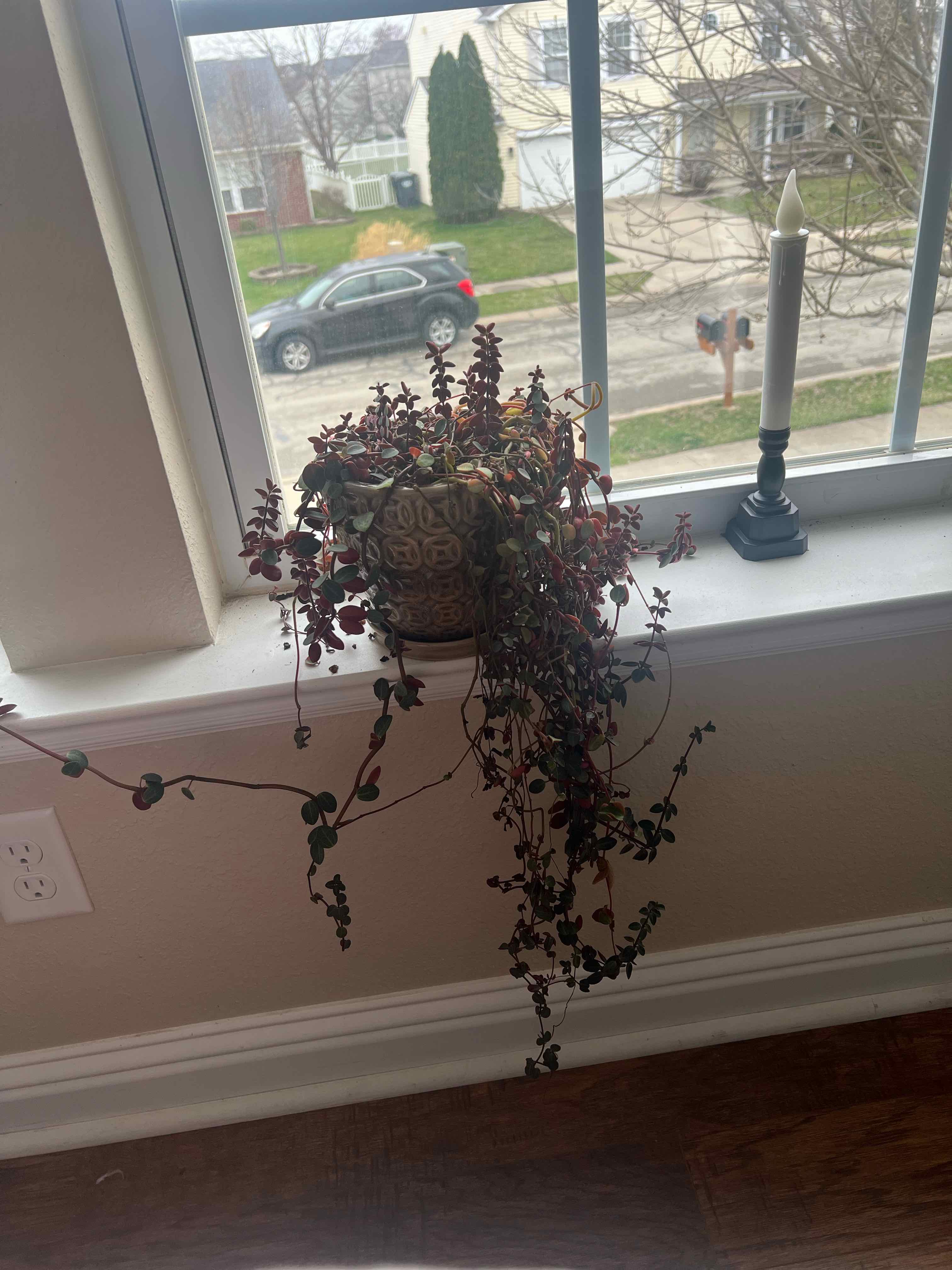 Photo of the plant species Peperomia Red Log by @ckdollar named Kendall on Greg, the plant care app