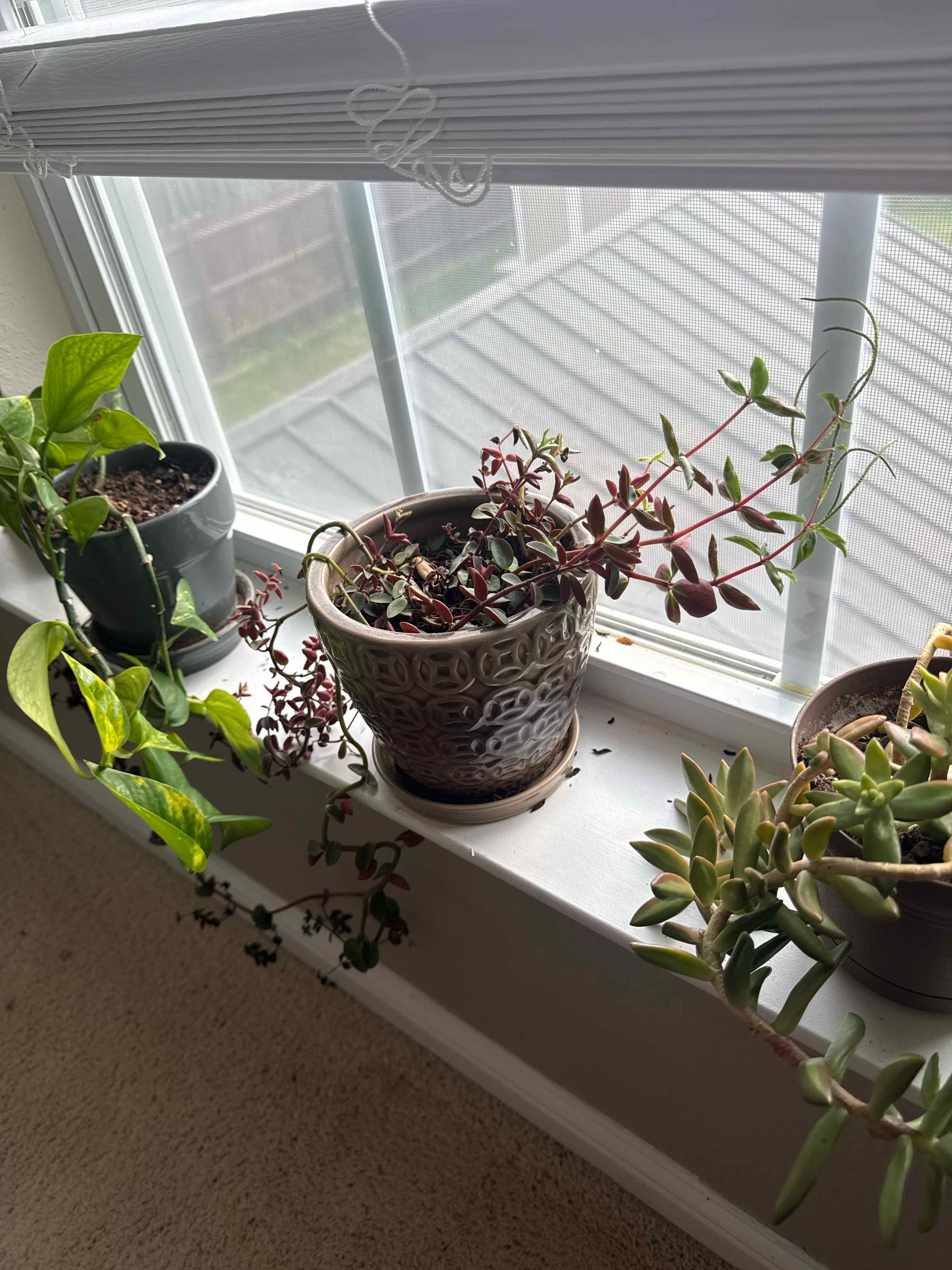 Photo of the plant species Peperomia Red Log by @ckdollar named Kendall on Greg, the plant care app