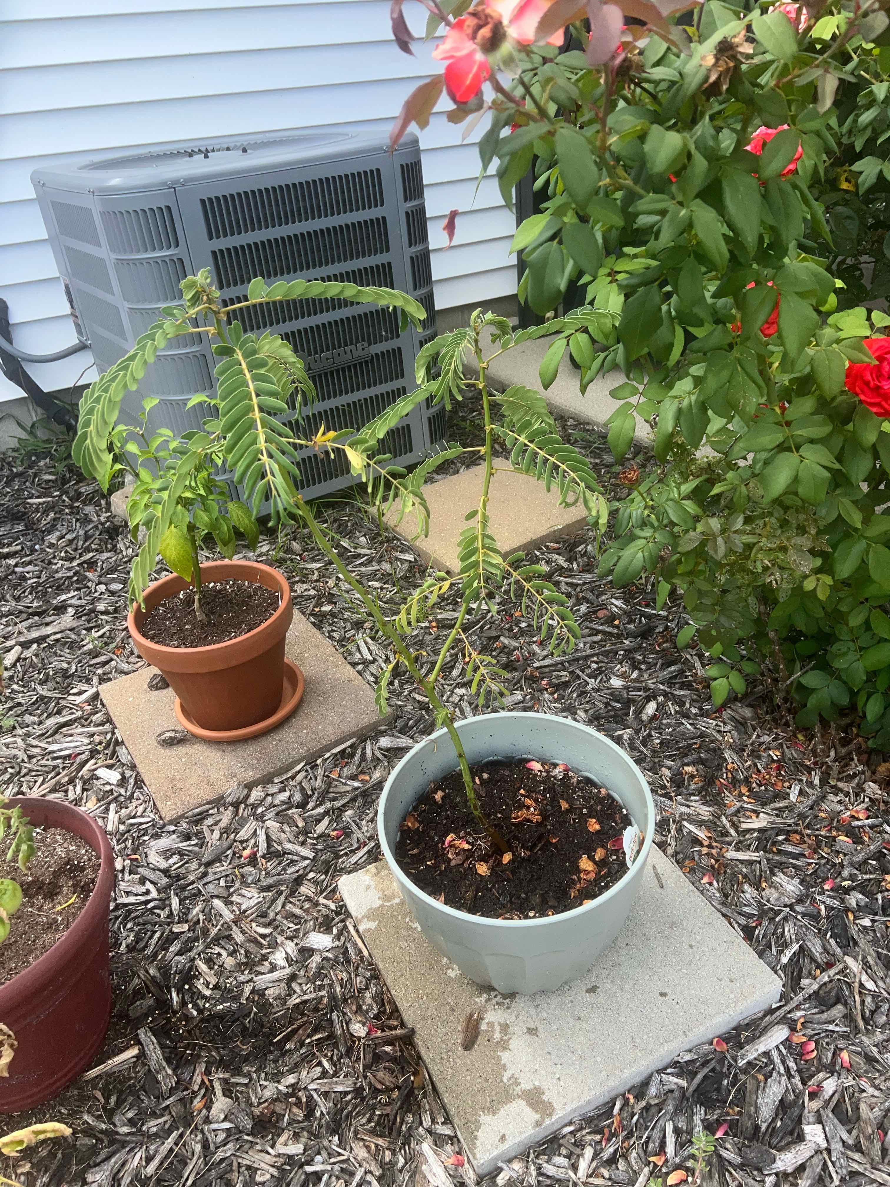 Photo of the plant species African Senna by @ckdollar named Popcorn on Greg, the plant care app