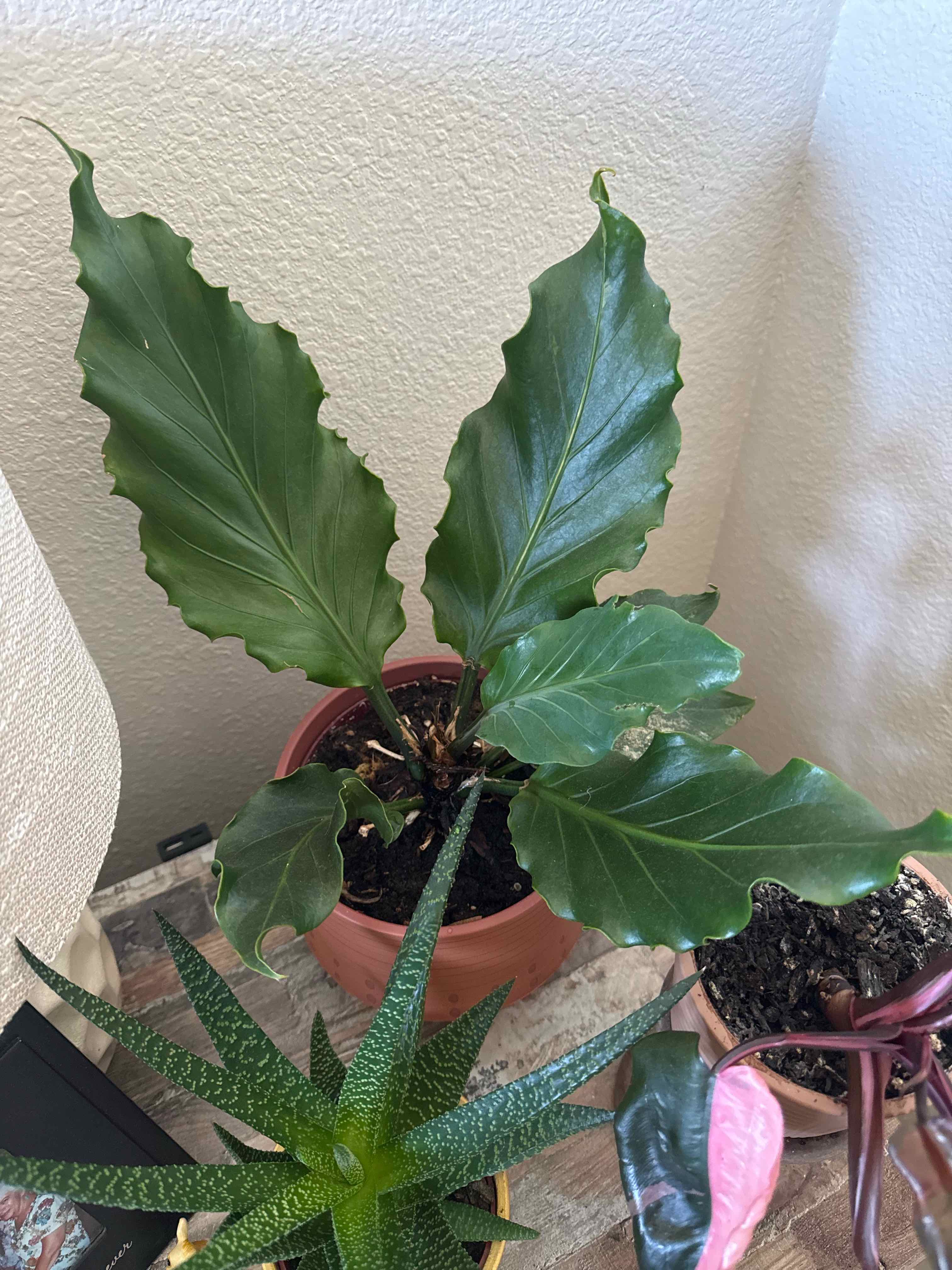 Photo of the plant species Laceleaf by @ckdollar named Anthurium on Greg, the plant care app