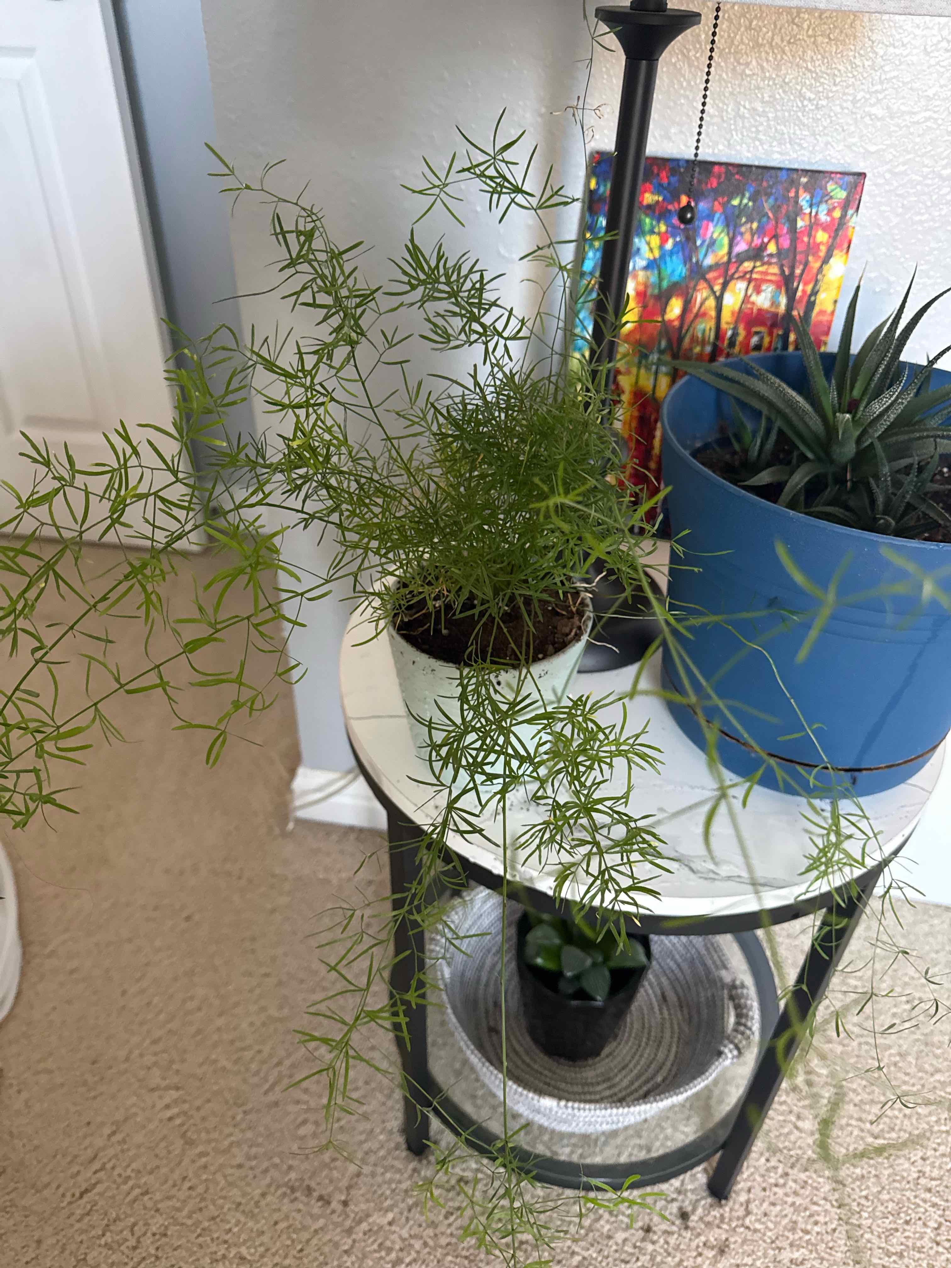 Photo of the plant species Ming Fern by @ckdollar named Ming on Greg, the plant care app