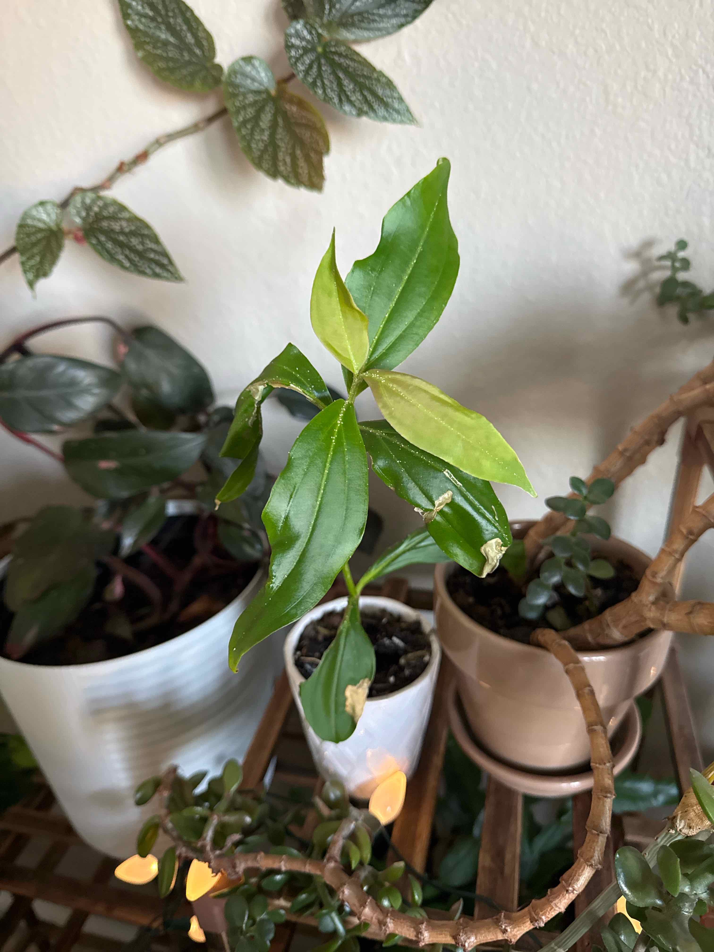 Photo of the plant species Showy Medinilla by @ckdollar named Porter on Greg, the plant care app