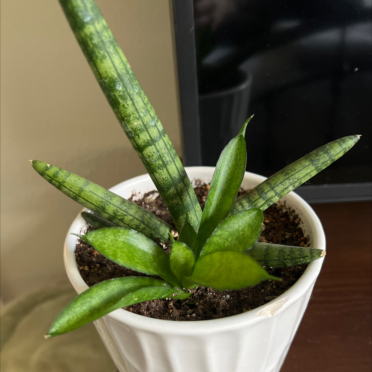 Starfish Snake Plant in a white pot with visible soil, healthy green leaves.