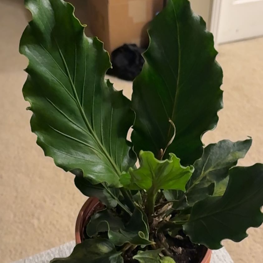 Photo of the plant species Laceleaf by @ckdollar named Anthurium on Greg, the plant care app