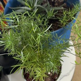 Photo of the plant species Ming Fern by @ckdollar named Ming on Greg, the plant care app