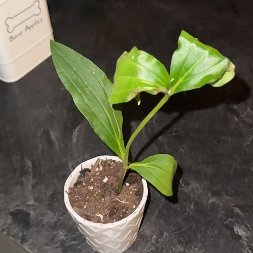 Photo of the plant species Showy Medinilla by @ckdollar named Porter on Greg, the plant care app