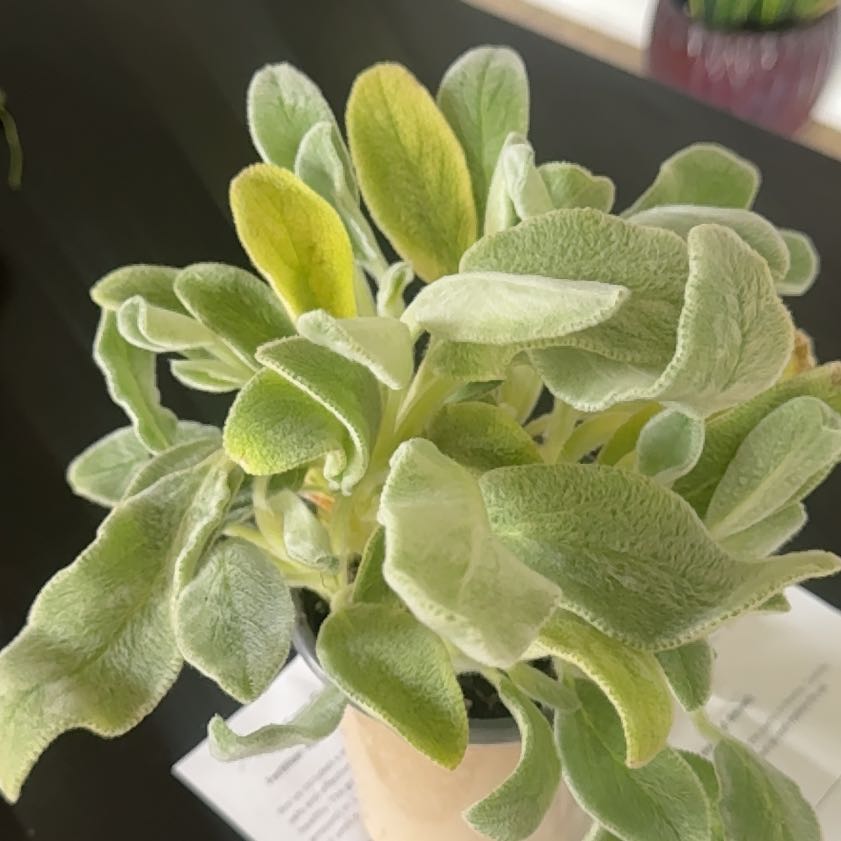 Photo of the plant species Lamb's Ear by @ckdollar named Lamb on Greg, the plant care app