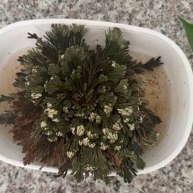 Photo of the plant species Rose of Jericho by @ckdollar named Bieber on Greg, the plant care app