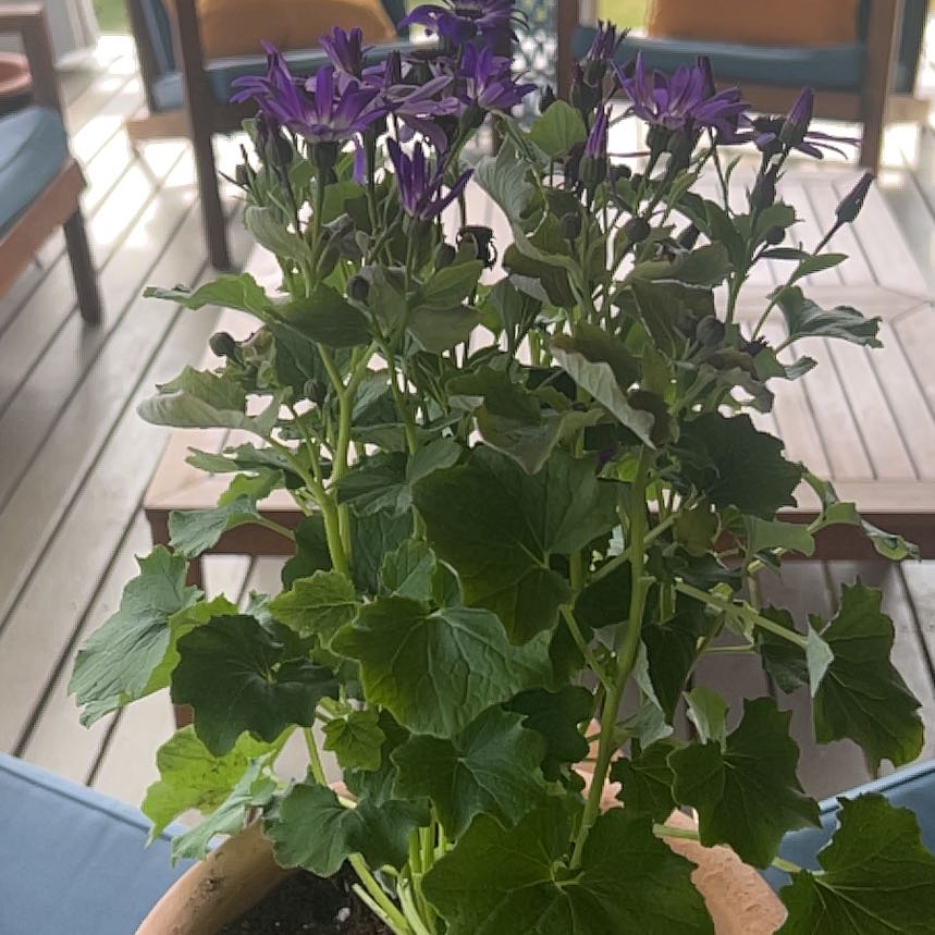 Photo of the plant species Florist's Cineraria by @TryQuailbush named Kobe on Greg, the plant care app