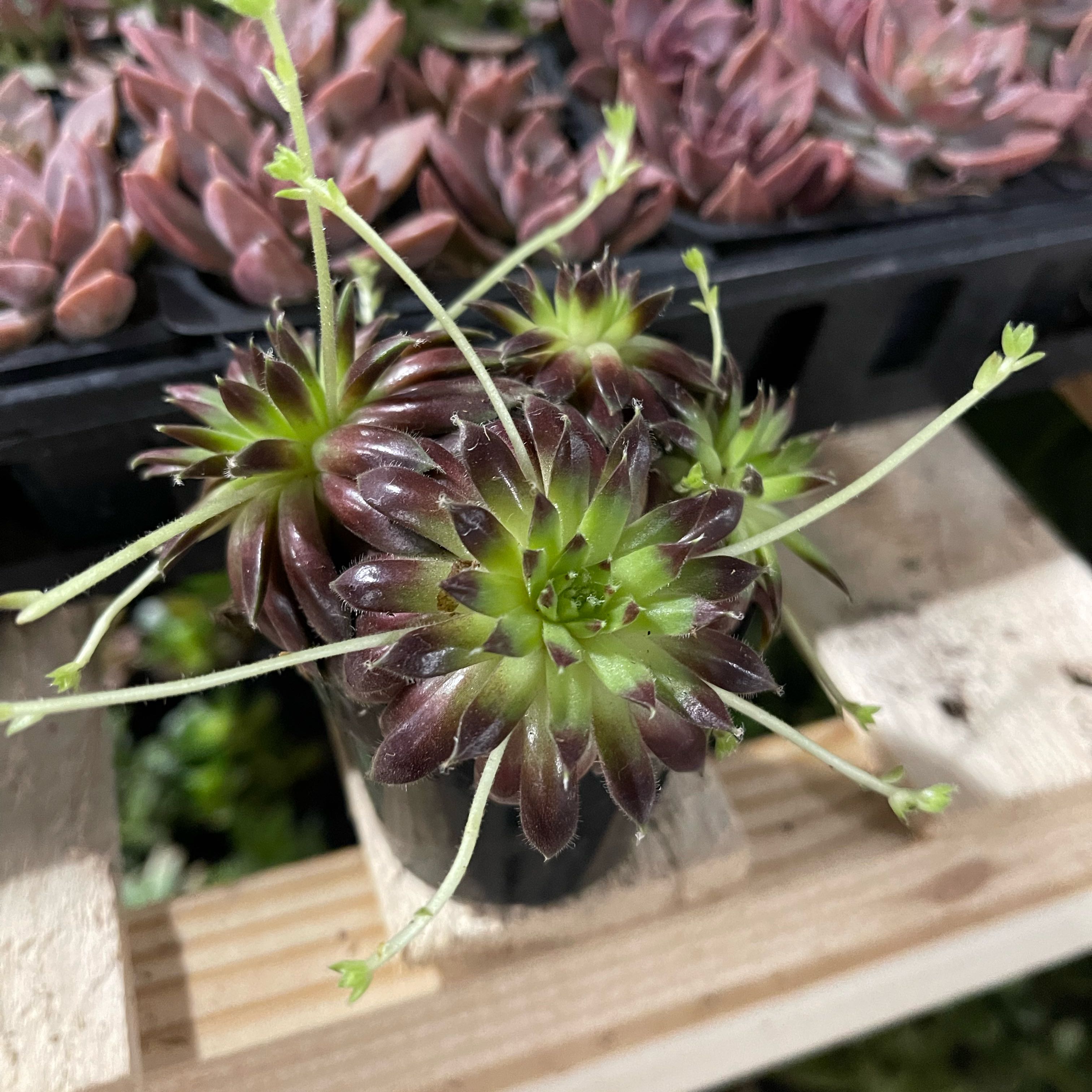 Photo of the plant species Allium Oceraceum by @PrizeLimabean named Spike on Greg, the plant care app
