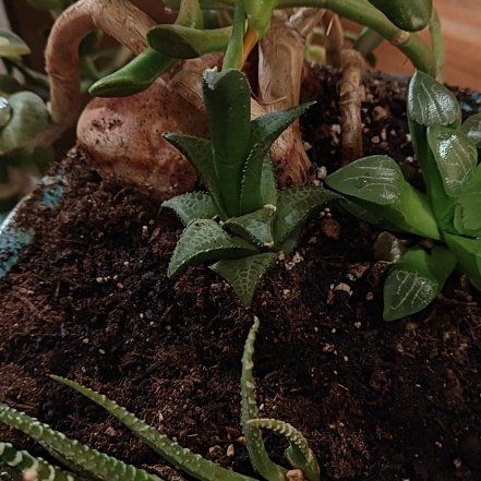 Photo of the plant species Haworthia tesselata by @BreezyAposeris named Orwell on Greg, the plant care app